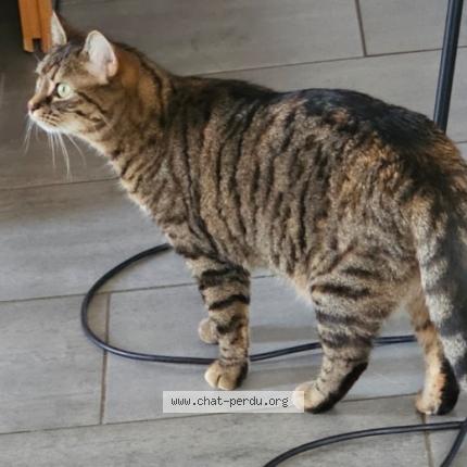 Photo 1/1 Olympe Chat lost in Anqueterville