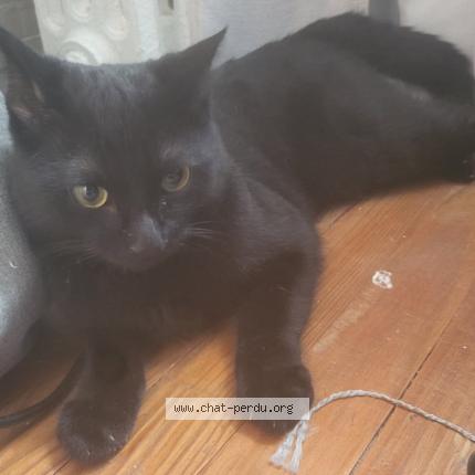 Photo 1/1 Found cat Found in Chantilly