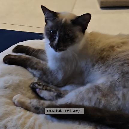 Photo 1/1 Mimi Chat lost in Azereix