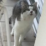 Picture of cat found at Meursac