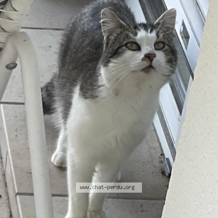 Photo 1/1 Found cat Found in Meursac