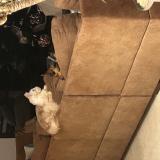 Picture of cat lost at Bedaride