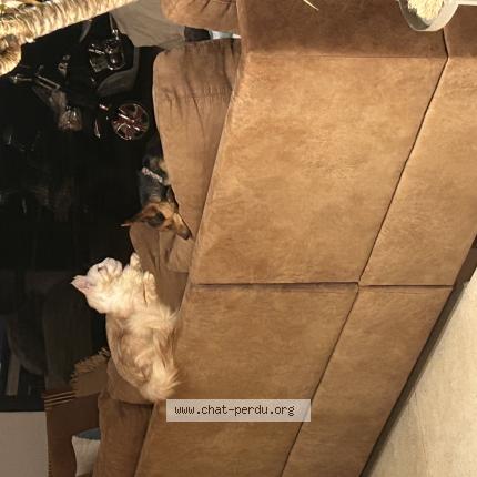 Photo 1/1 Gaby Chat lost in Bedaride