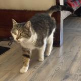 Picture of cat found at Le Monetier Les Bains