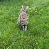 Picture of cat lost at Deuil La Barre