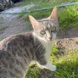 Picture of cat found at Saint Cyr Sur Loire