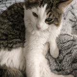 Picture of cat found at Septemes Les Vallons