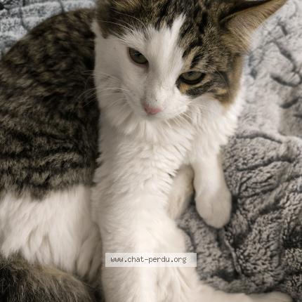 Photo 1/1 Found cat Found in Septemes les vallons