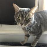 Picture of cat found at Paris