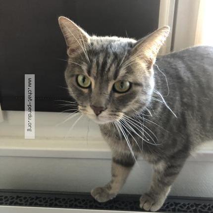 Photo 1/1 Cat reunited Found in Paris