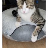 Picture of cat lost at Creteil