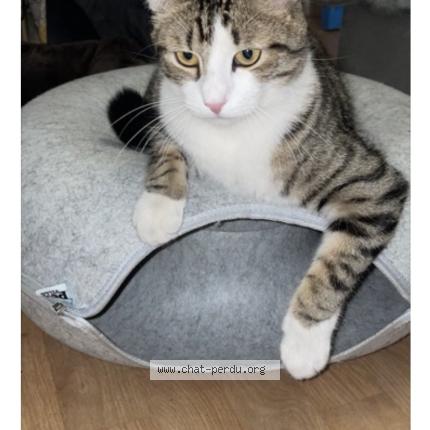 Photo 1/1 Youki Chat lost in Creteil