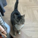 Picture of cat lost at Biarritz