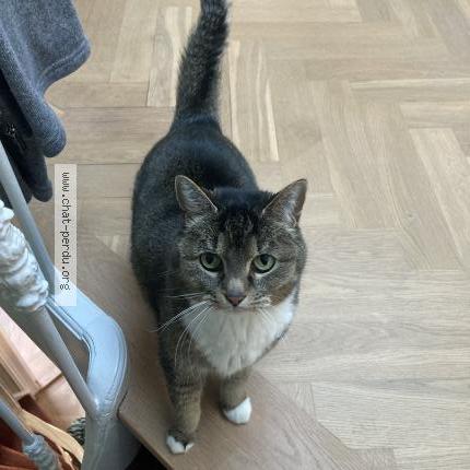 Photo 1/1 Lady Chat lost in Biarritz