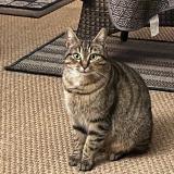 Picture of cat lost at Senantes