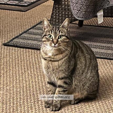 Photo 1/1 Mimi Chat lost in Senantes