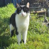 Picture of cat lost at Saint Quentin Le Petit