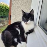 Picture of cat lost at Dardilly