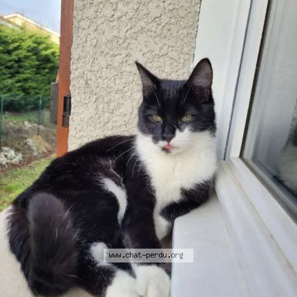 Photo 1/1 Milou Chat lost in Dardilly