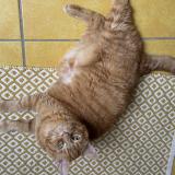 Picture of cat lost at Saintjean Brevelay