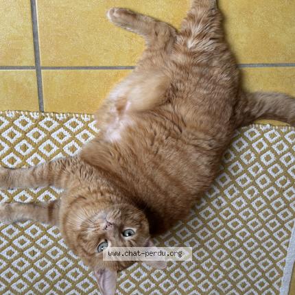 Photo 1/1 CHARLY Chat lost in Saintjean brevelay