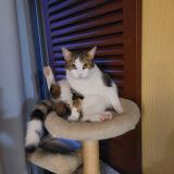 Picture of cat lost at Marignane