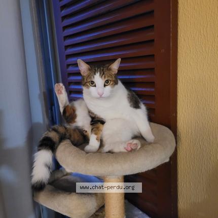 Photo 1/2 Teddy Chat lost in Marignane