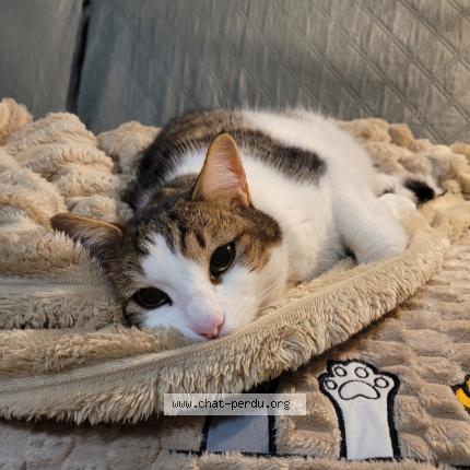 Photo 2/2 Teddy Chat lost in Marignane