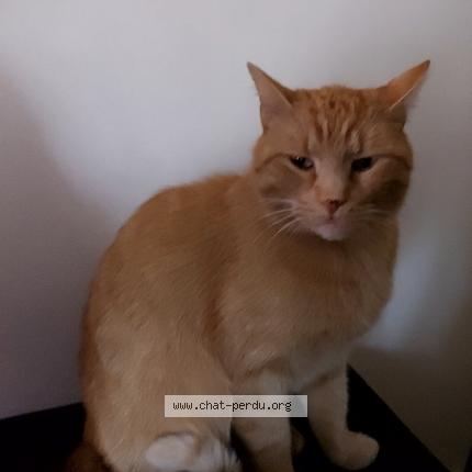 Photo 1/1 Chatroyx Chat lost in Combourg