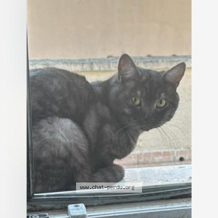 Photo 1/1 Lyazid Mebarki Chat lost in Beauchamp