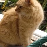 Picture of cat lost at Plouneventer