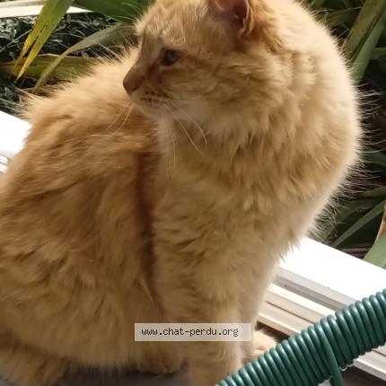 Photo 1/1 Minouche Chat lost in Plouneventer