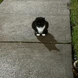 Picture of cat lost at Missouri City