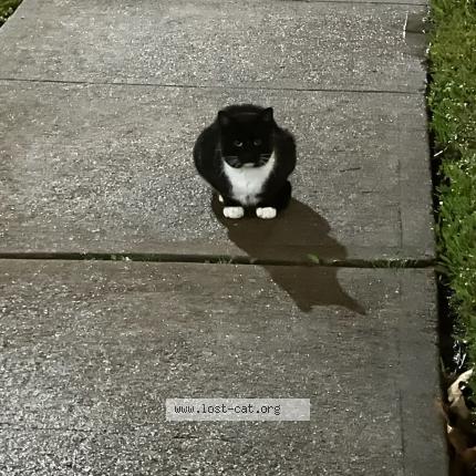 Photo 1/1 Baby Chat lost in Missouri city