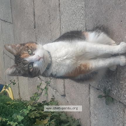 Photo 1/1 Found cat Found in Rouen