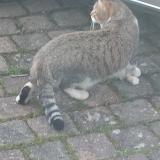 Picture of cat found at Villenoy