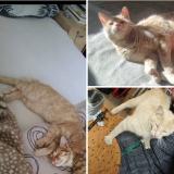 Picture of cat lost at Devesset