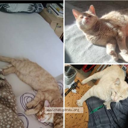 Photo 1/1 Univers Chat lost in Devesset