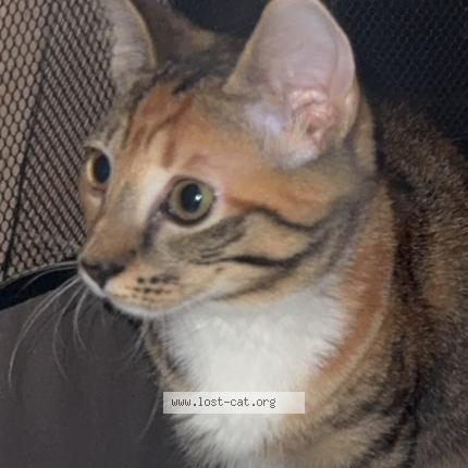 Photo 1/1 Polo Chat lost in Mogwase