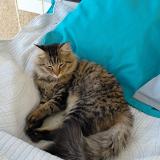 Picture of cat found at Beaumont St Cyr