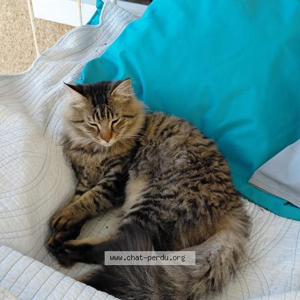 Photo 1/4 Found cat Found in Beaumont st cyr