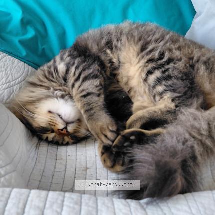 Photo 2/4 Found cat Found in Beaumont st cyr