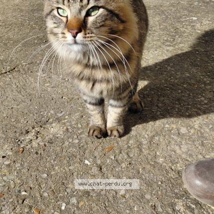 Photo 3/4 Found cat Found in Beaumont st cyr