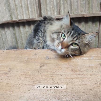 Photo 4/4 Found cat Found in Beaumont st cyr