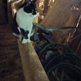 Picture of cat lost at Lapalisse