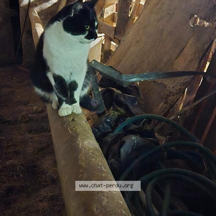 Photo 1/1 GROOT Chat lost in Lapalisse