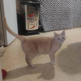 Picture of cat lost at Joigny