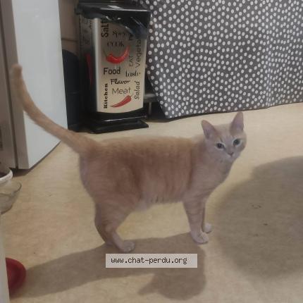 Photo 1/1 Bibou Chat lost in Joigny