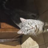 Picture of cat found at Marquefave