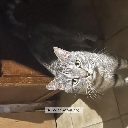 Photo 1/1 Found cat Found in Marquefave